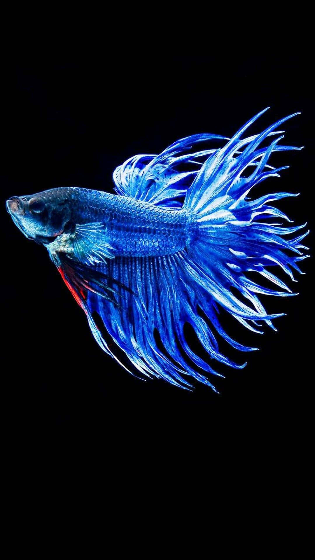 blue crowned betta fish, vibrant blue, flowing fins, Full HD Phone Wallpaper