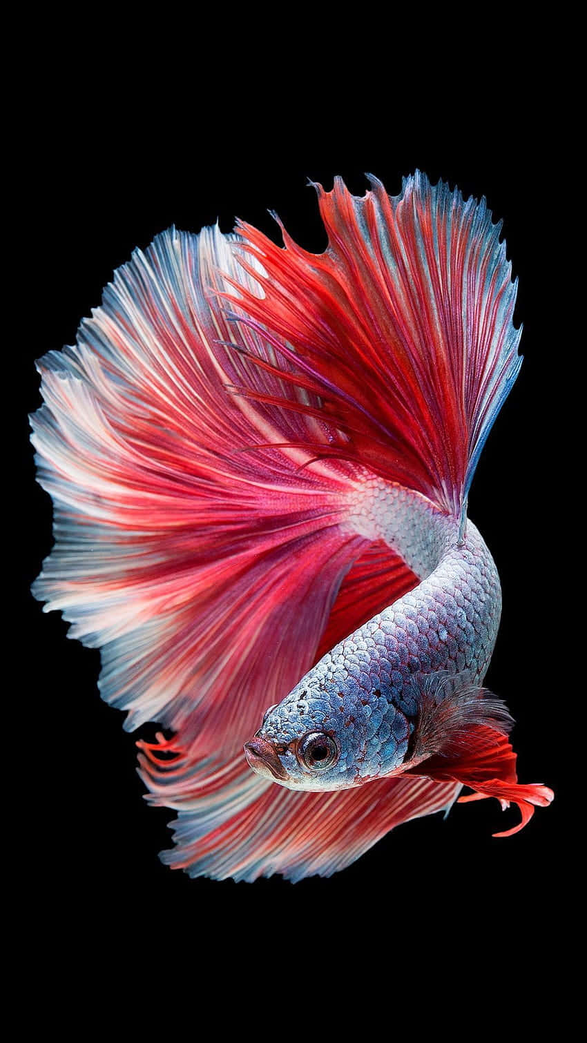 vibrant betta fish, red and blue fins, stark black background, HD Phone Wallpaper