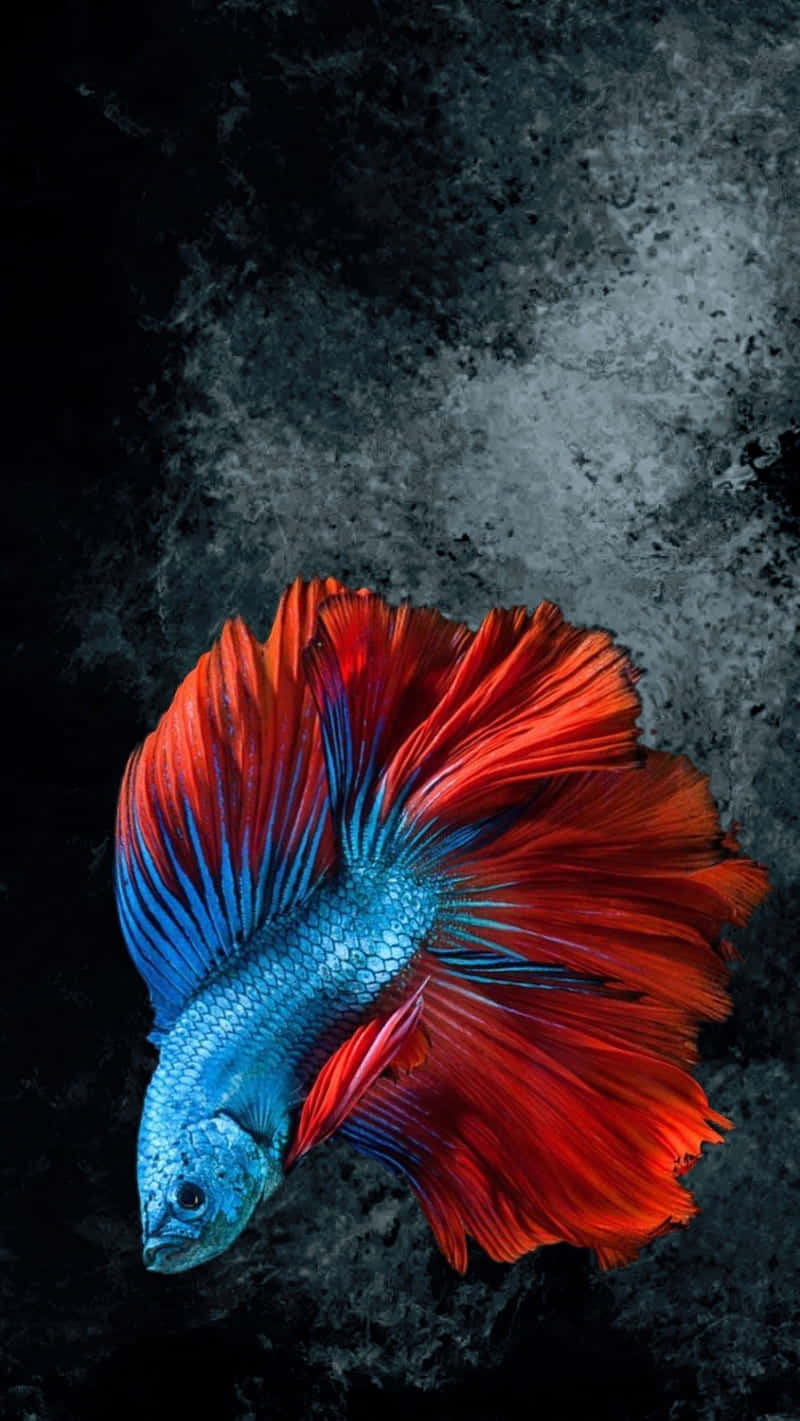 vibrant blue betta fish, fiery red and orange fins, dark textured concrete background, HD Phone Wallpaper