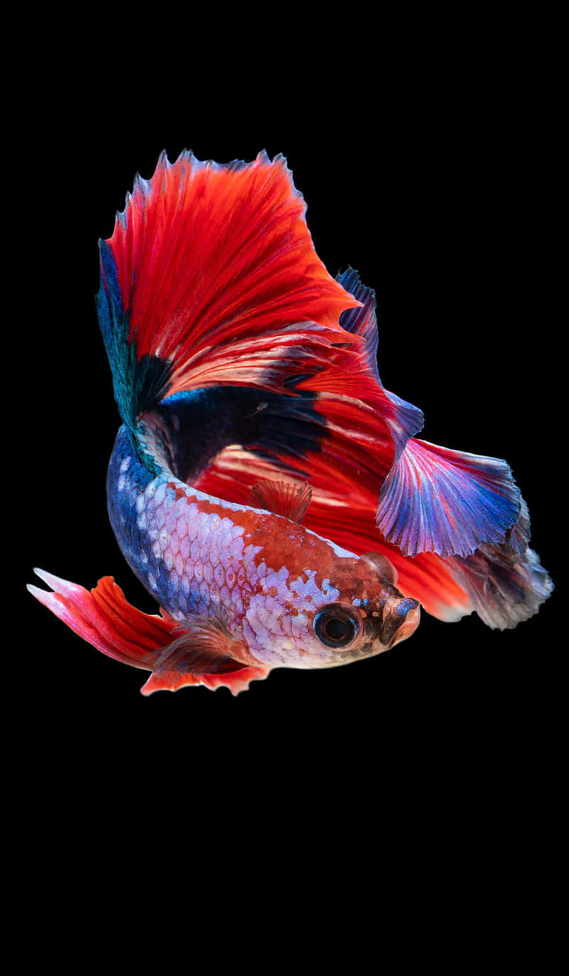 vibrant betta fish, fiery red and electric blue fins, stark black background, HD Phone Wallpaper