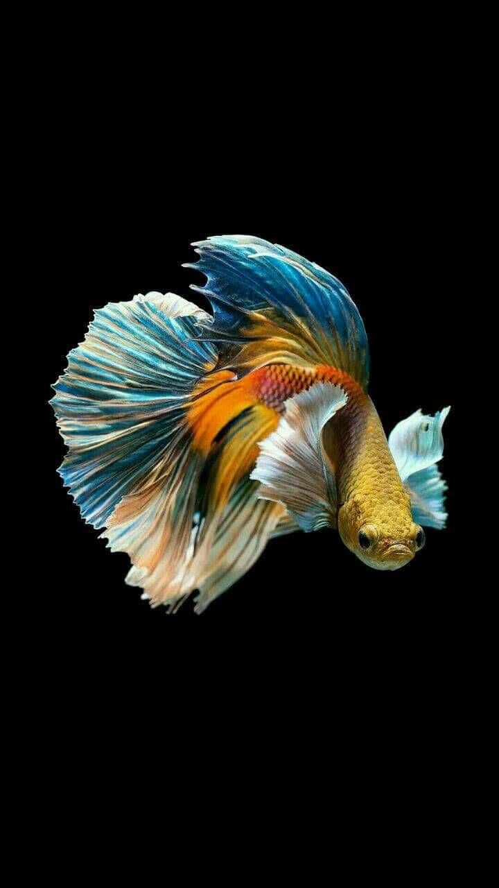 vibrant betta fish, blue orange and white fins, stark black background, HD Phone Wallpaper