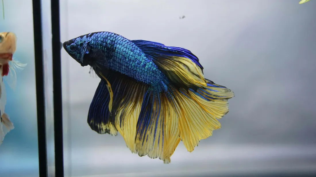 Betta