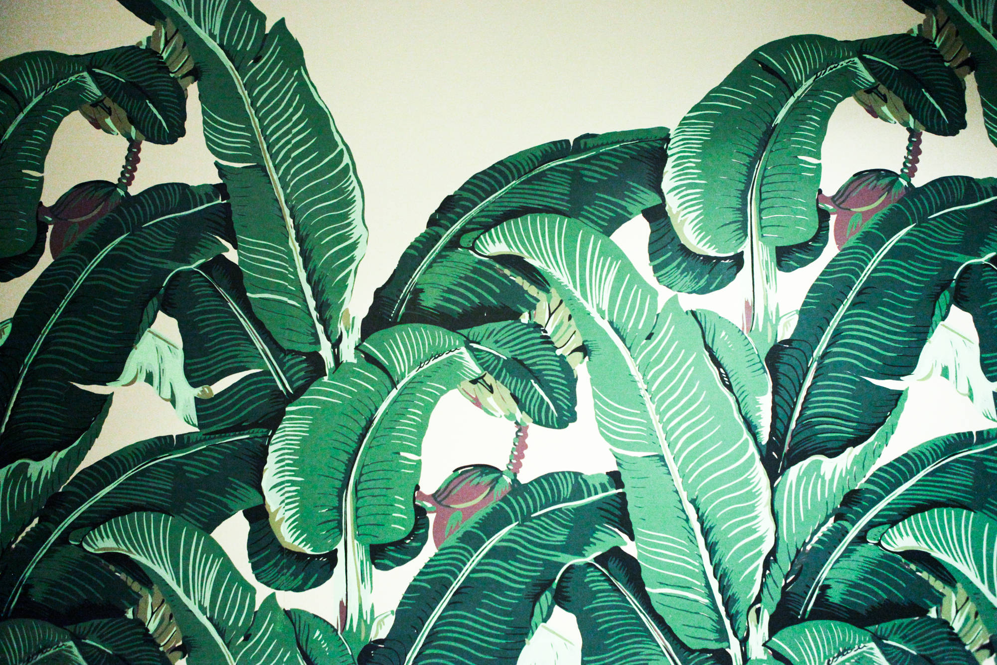 Beverly Hills, green banana leaves, white veins, Full HD Desktop Wallpaper
