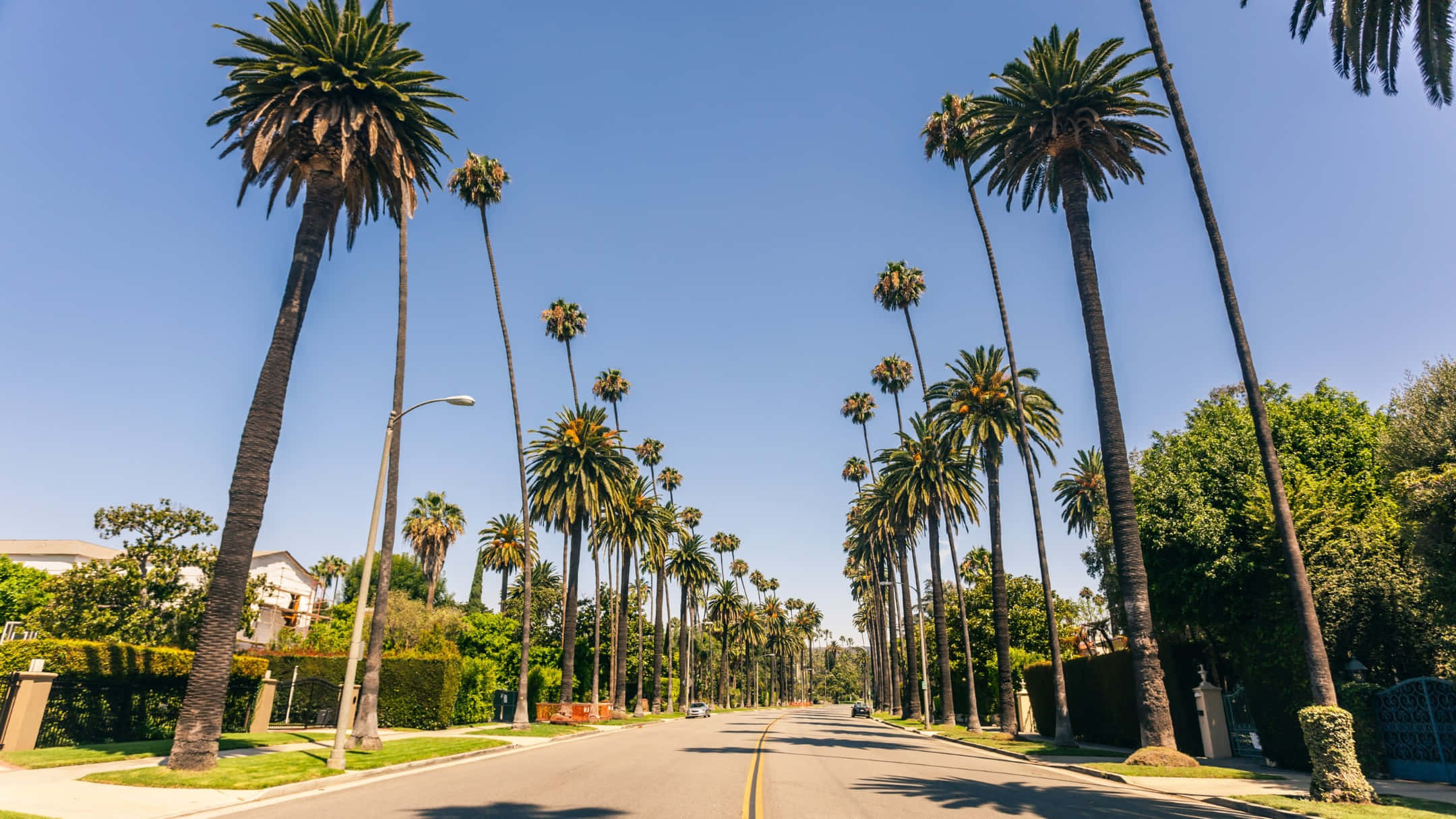 Beverly Hills, palm lined street, sunlit, Full HD Desktop Wallpaper