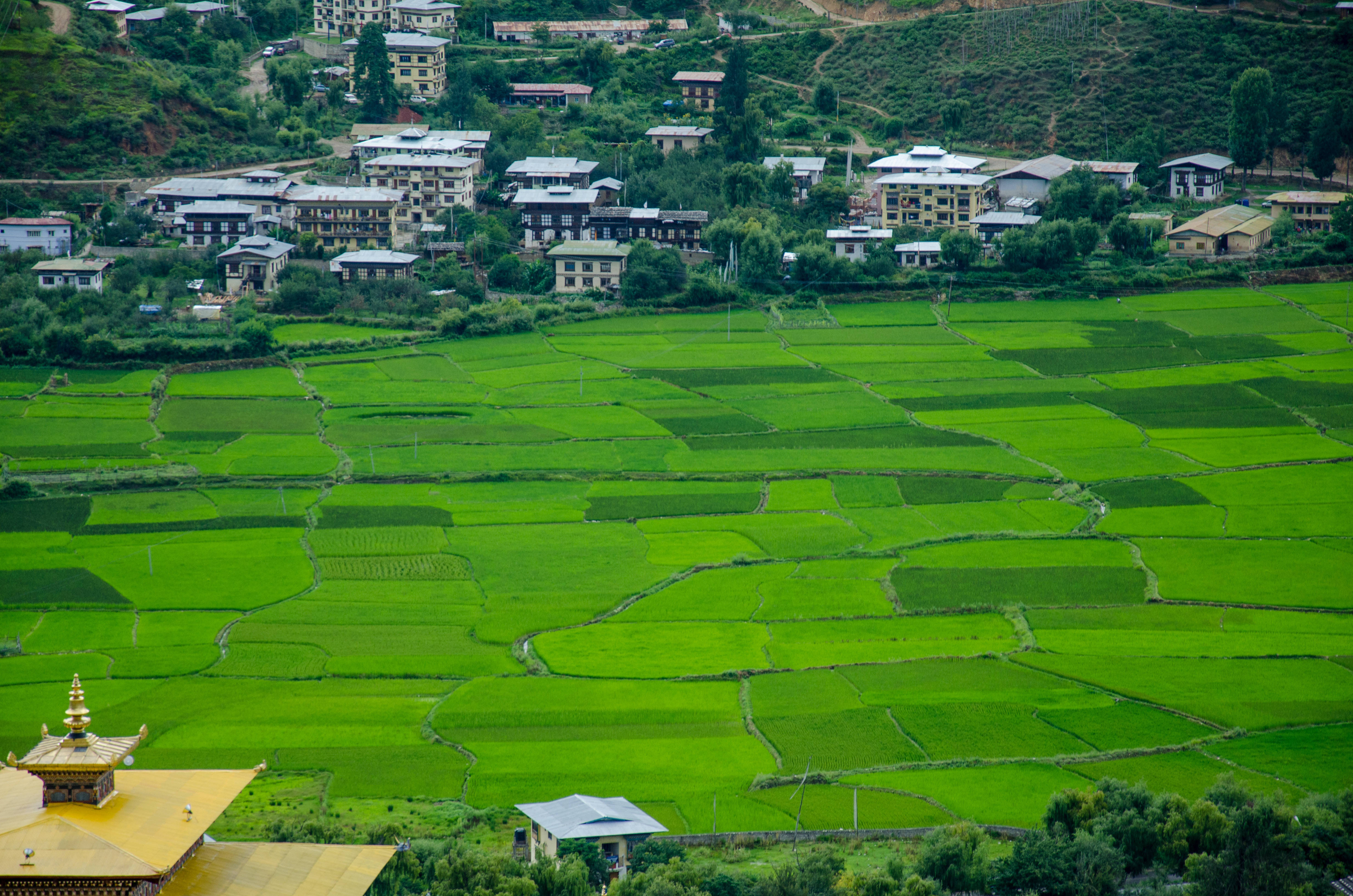 Bhutan, rice paddies, golden temple roof, 4K Desktop Wallpaper