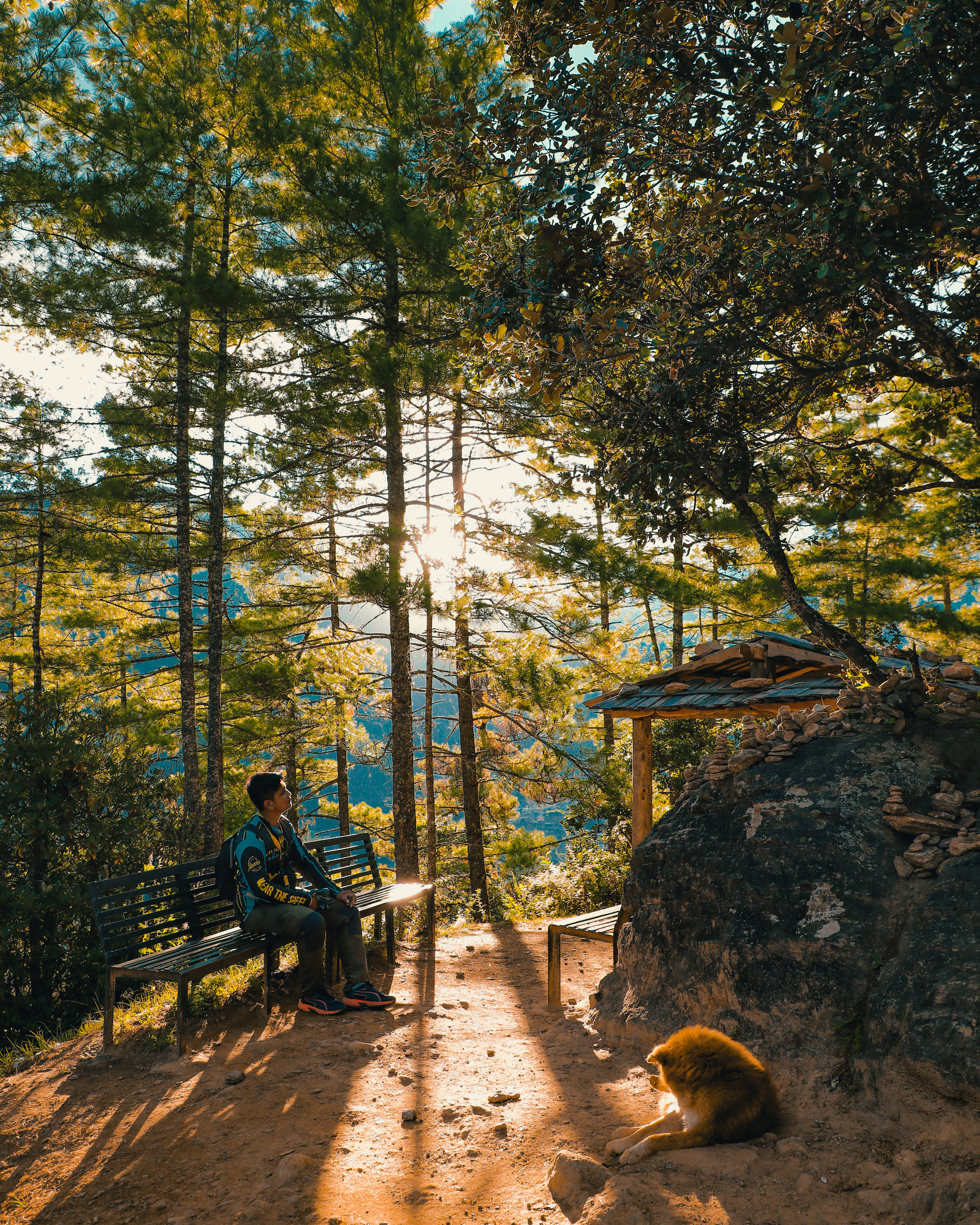 Bhutan, forest clearing, sunlit forest, 5K Phone Wallpaper