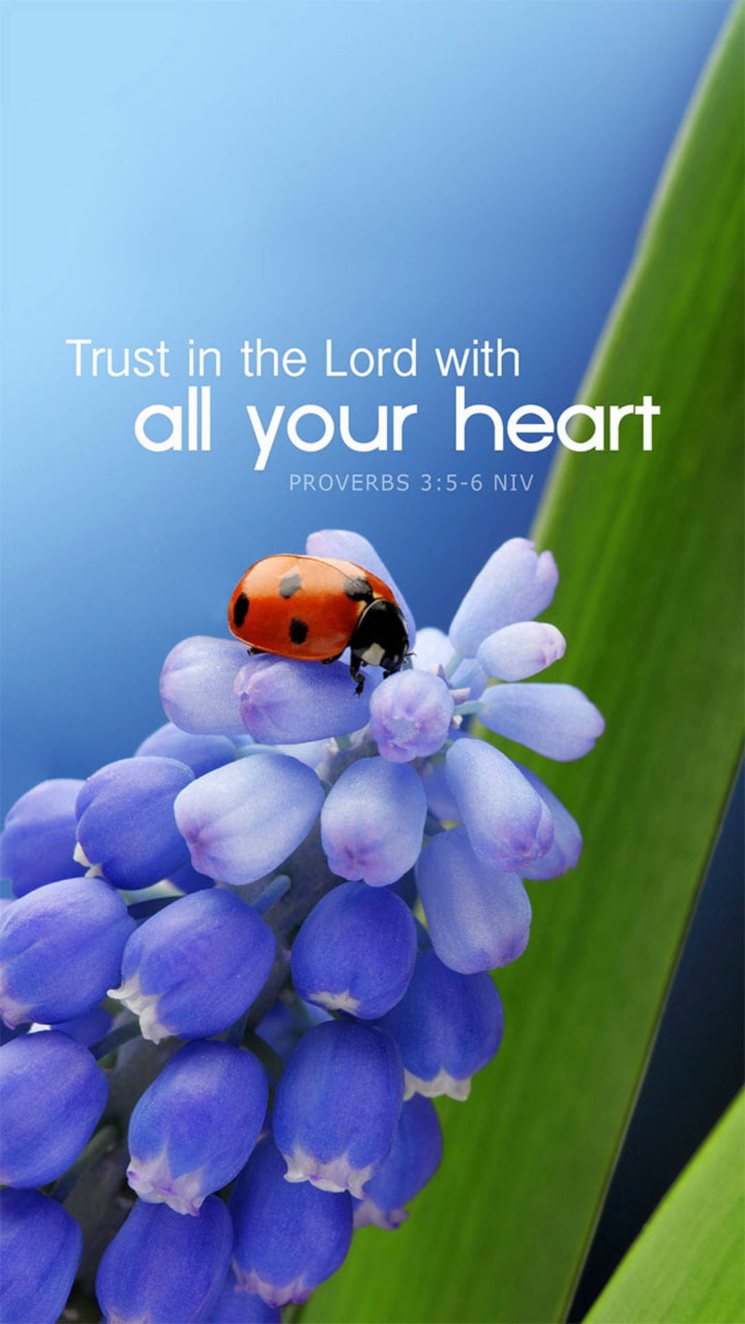 ladybug, purple grape hyacinth flowers, soft blue gradient background, Full HD Phone Wallpaper