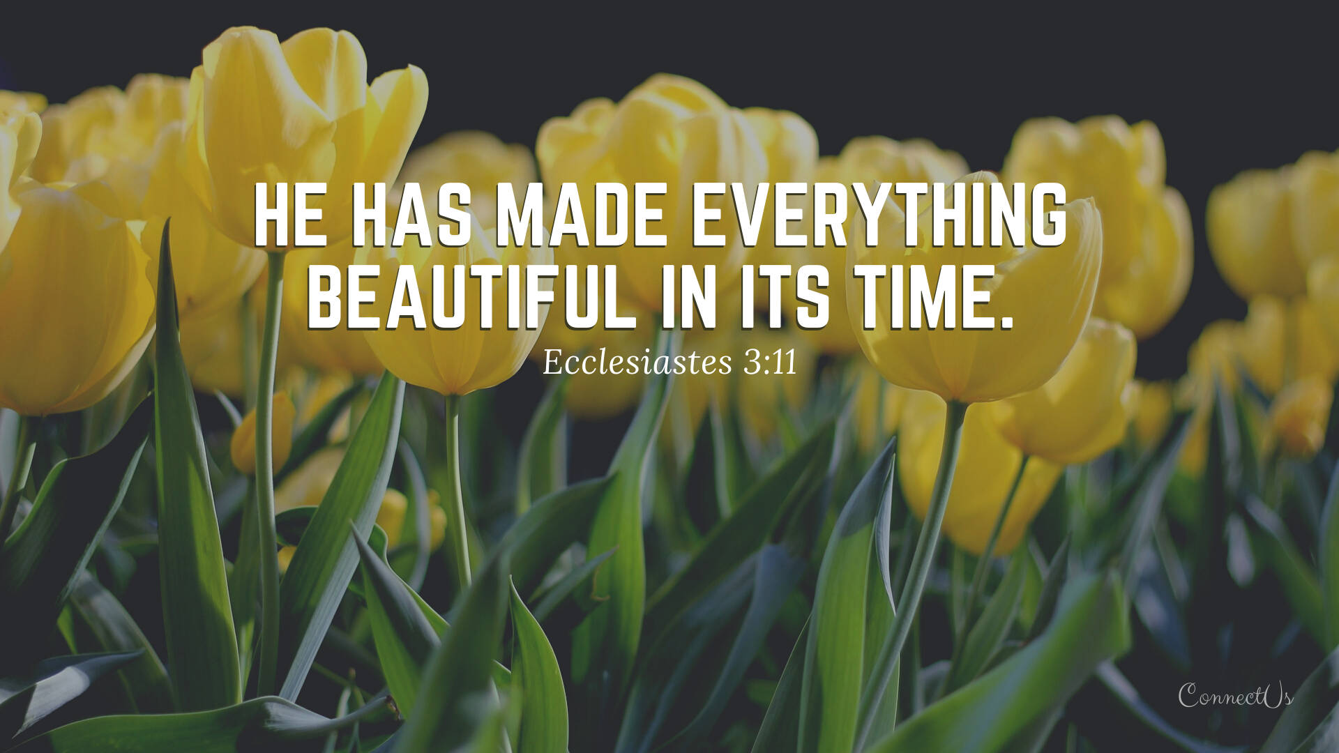 Ecclesiastes 3:11, laptop, vibrant yellow tulips, Full HD Desktop Wallpaper