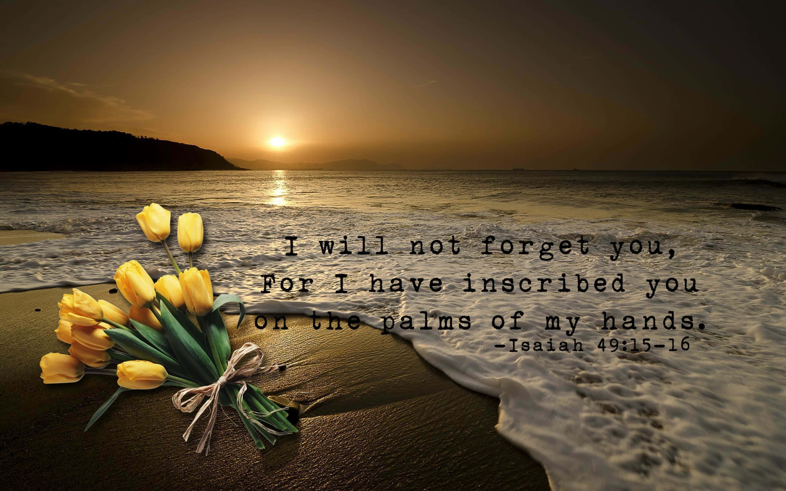 yellow tulips, wet sand, sunset, 2K Desktop Wallpaper