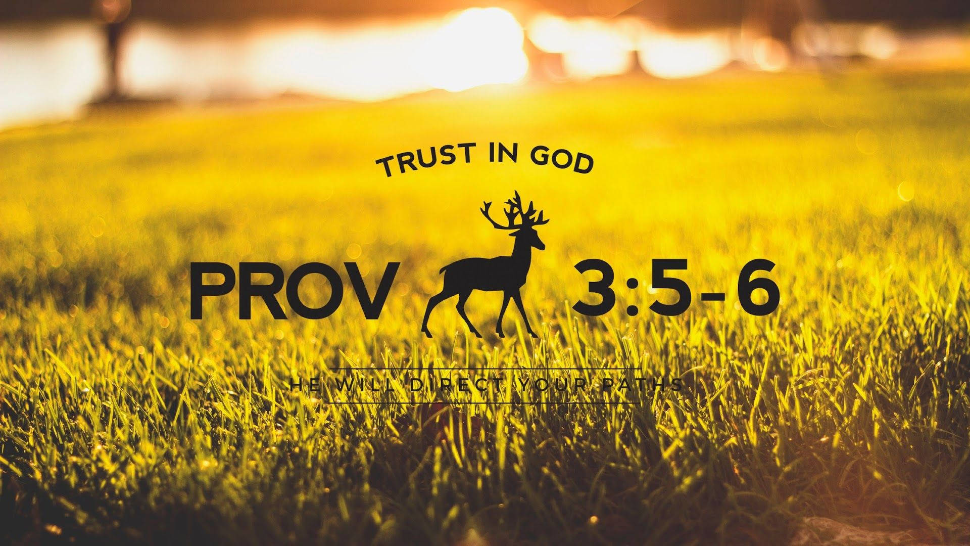 Proverbs 3:5-6, golden grass field, warm sunset light, Full HD Desktop Wallpaper
