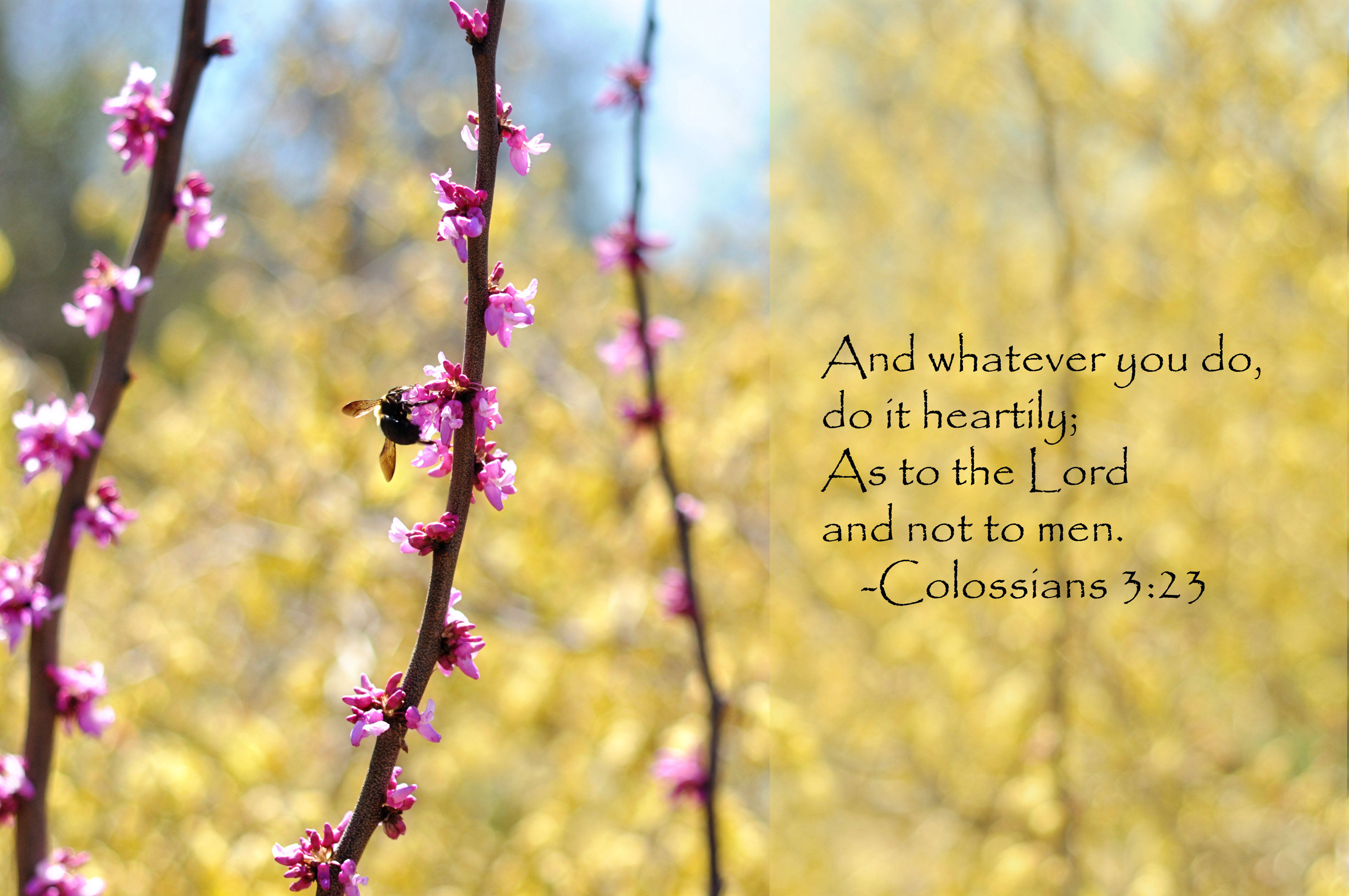 Colossians 2:23, bible verse, pink blossoms, 4K Desktop Wallpaper
