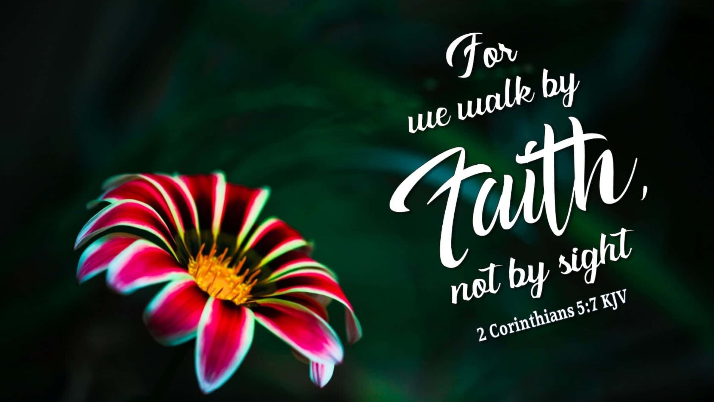 Bible Verse Desktop, 2 Corinthians 12:9, vibrant red and white flower, Full HD Desktop Wallpaper
