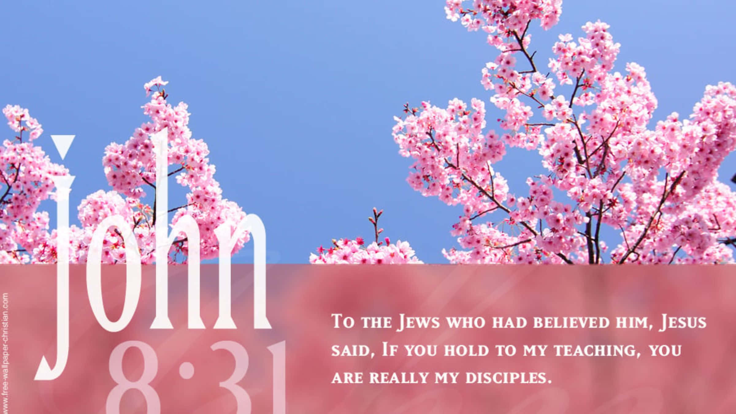 bible verse desktop, 2400 x 1350 wallpaper, pink cherry blossoms, Full HD Desktop Wallpaper
