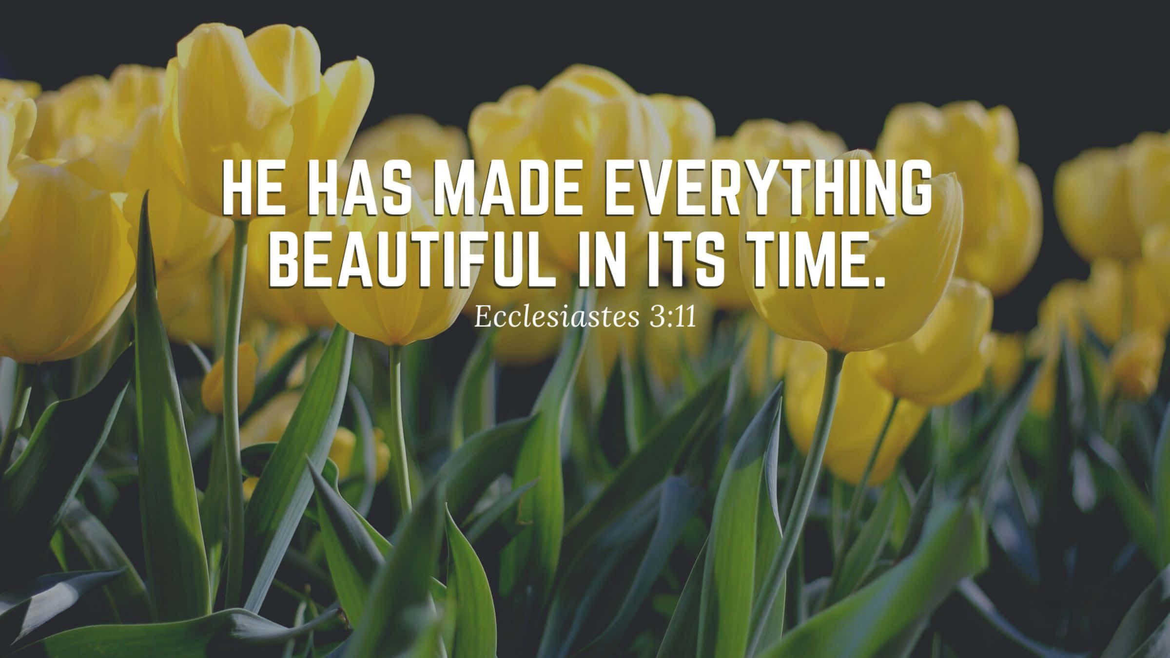 bible verse desktop, 2400 x 1350, vibrant yellow tulips, Full HD Desktop Wallpaper