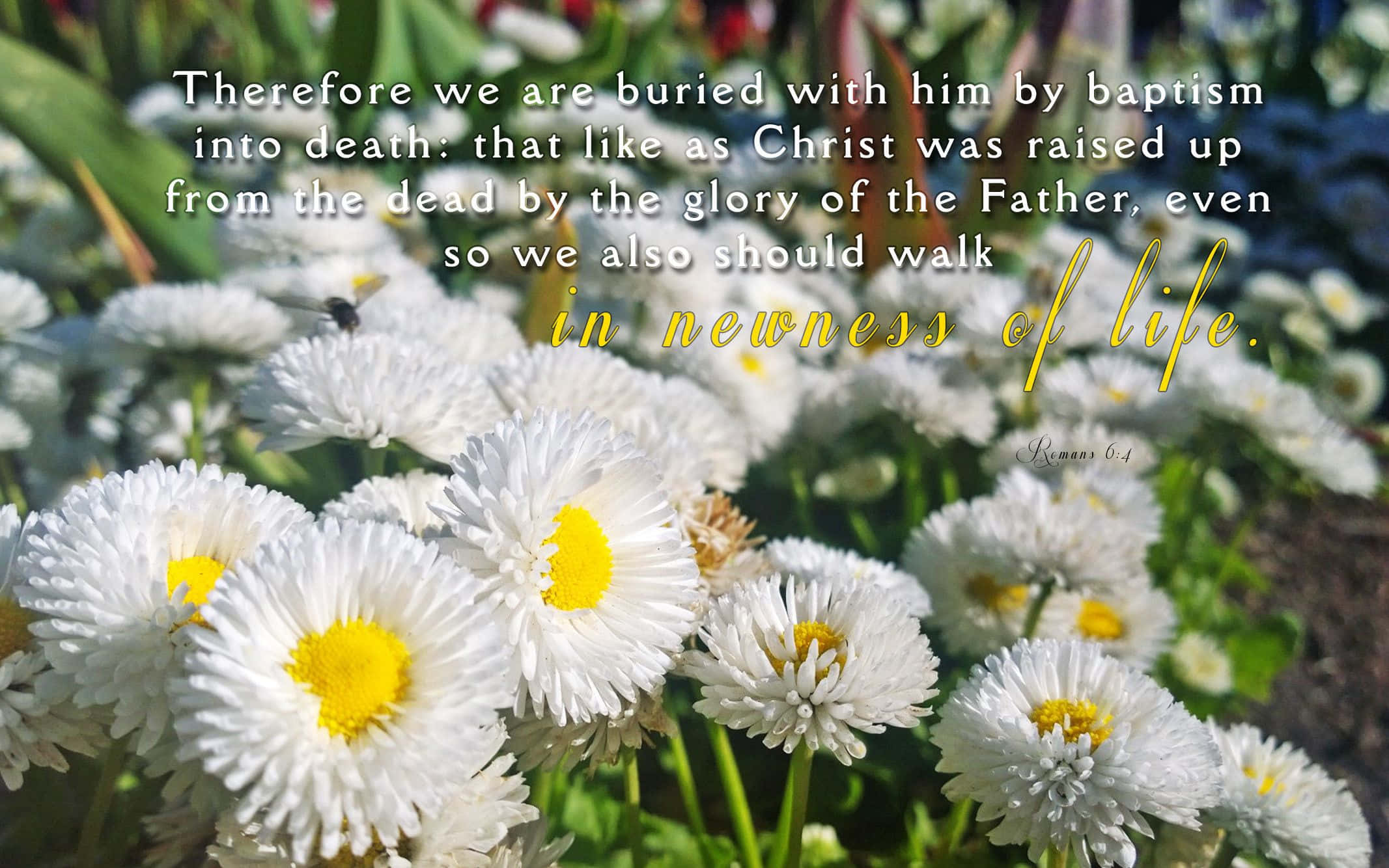 white daisies, yellow centers, sunlit greenery, Full HD Desktop Wallpaper