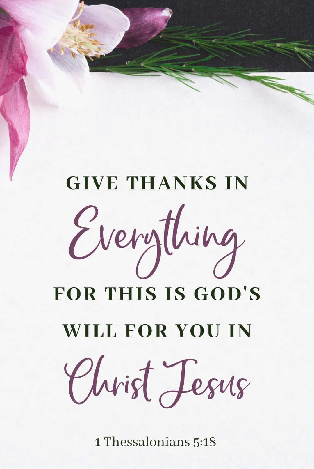 1 Thessalonians 5:18, pink and purple flower, greenery, HD Phone Wallpaper