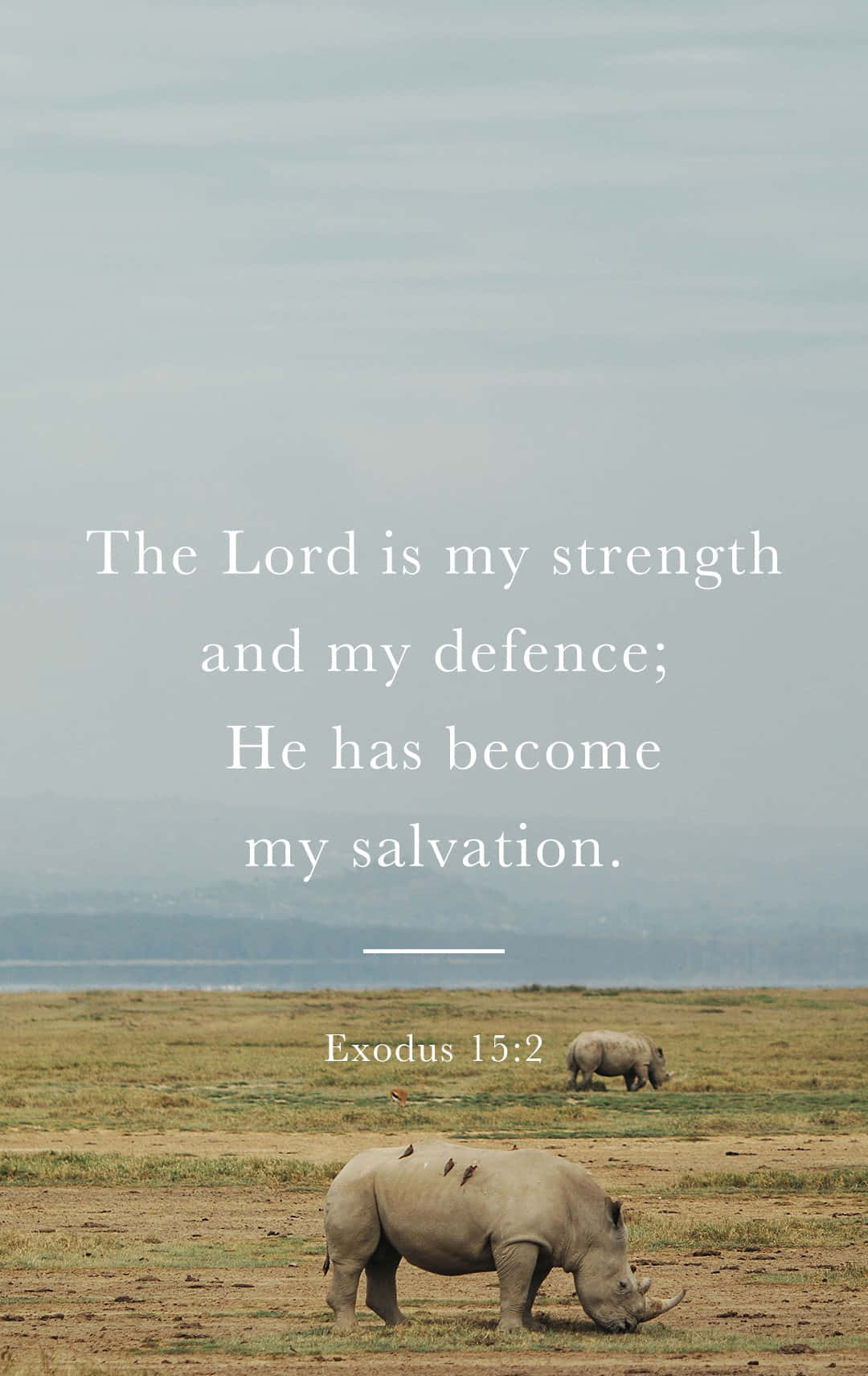 bible verse phone, rhinos, golden savanna, HD Phone Wallpaper