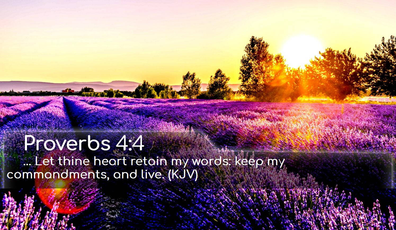 bible verse, purple flower field, lavender field, HD Desktop Wallpaper