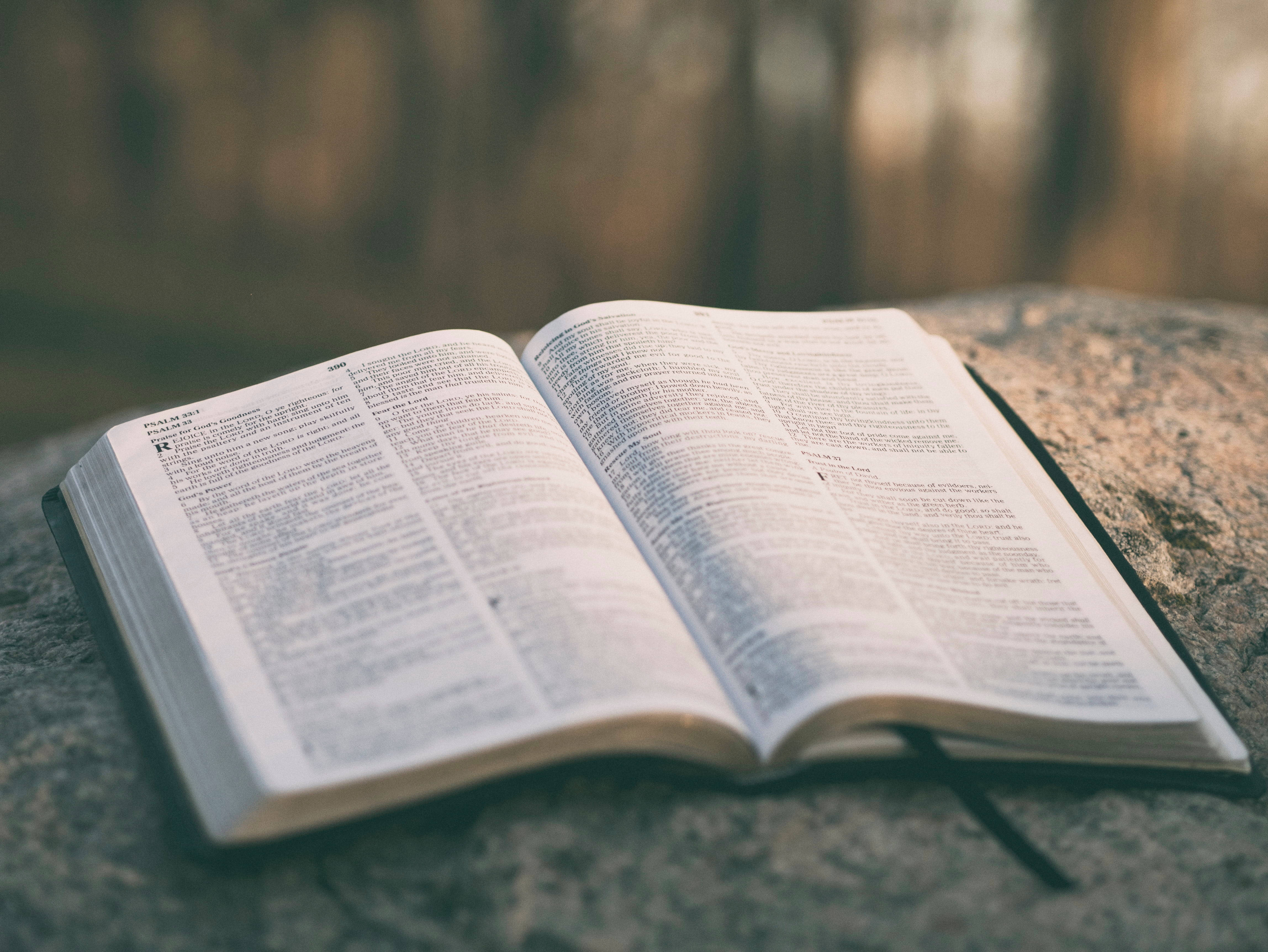 Bible, mossy stone, serene forest, 4K Desktop Wallpaper
