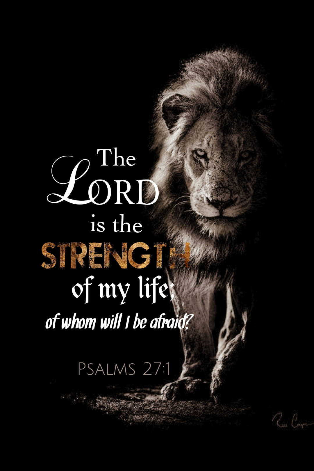 Biblical, lion, Psalms 27:1, HD Phone Wallpaper