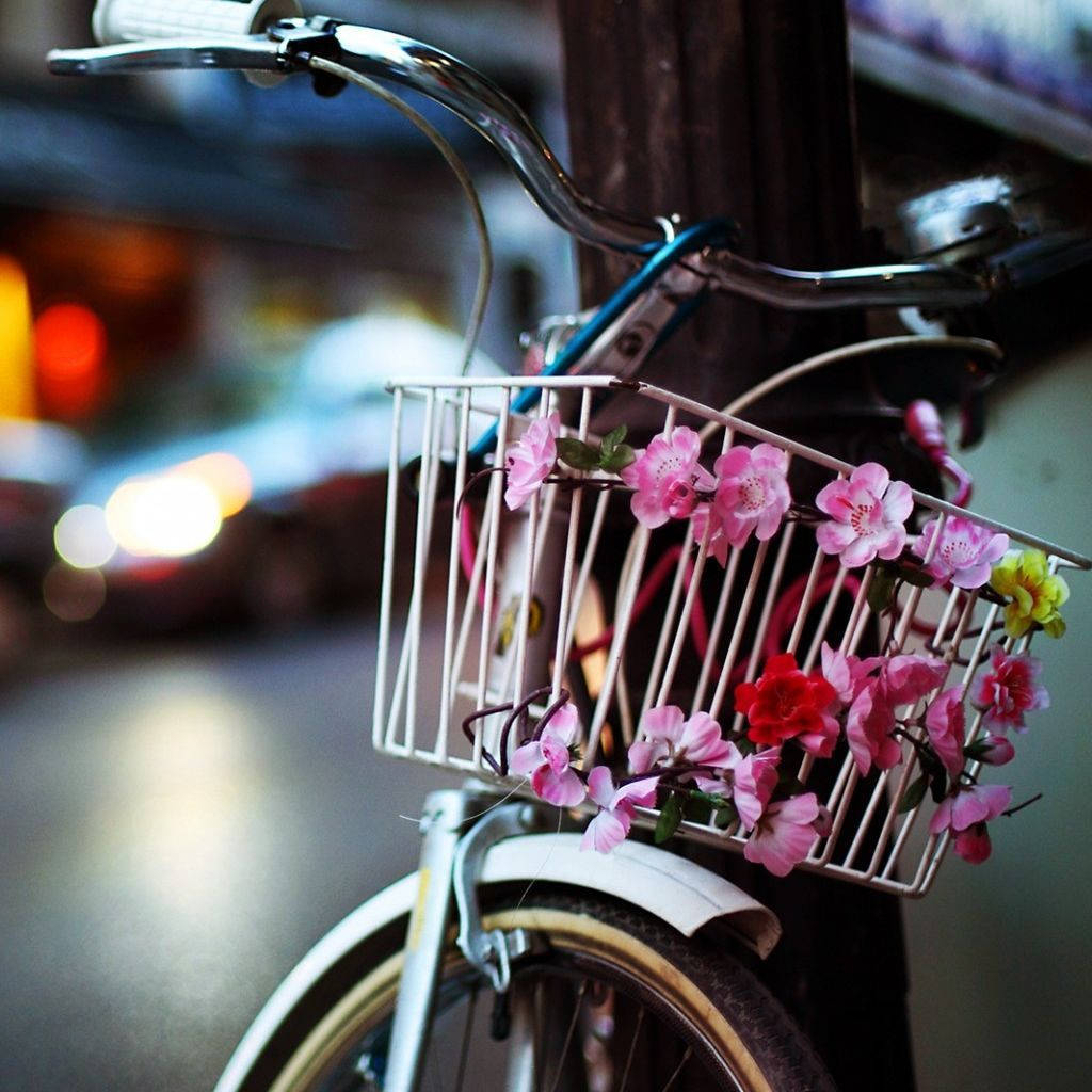 Bicycle iPhone, pink cherry blossoms, wire basket, SD Desktop Wallpaper