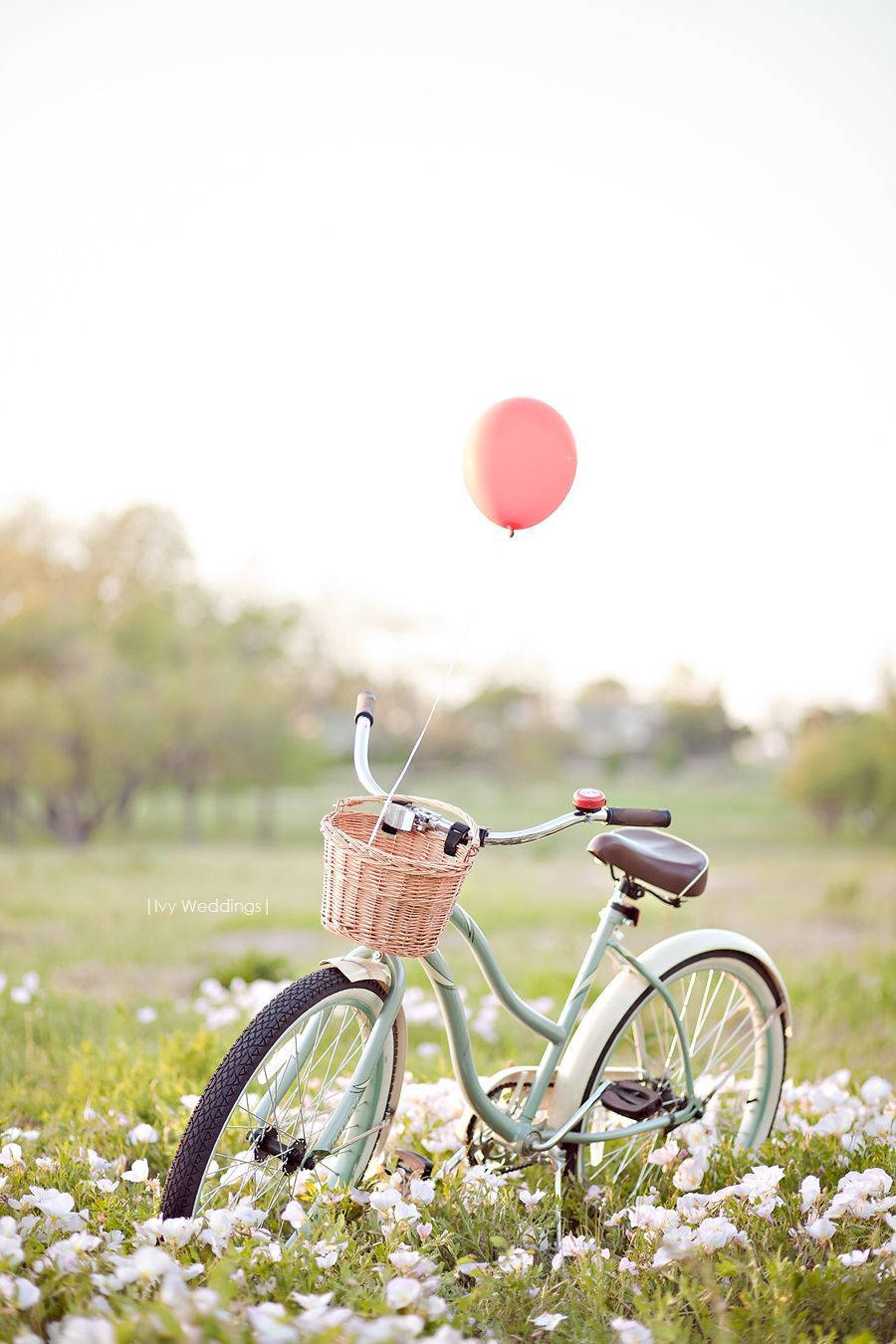 mint green bicycle, wicker basket, field of white flowers, HD Phone Wallpaper