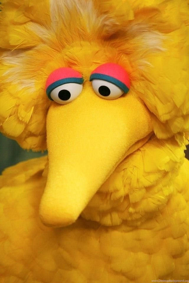Big Bird, fluffy yellow head, wide eyes, SD Phone Wallpaper