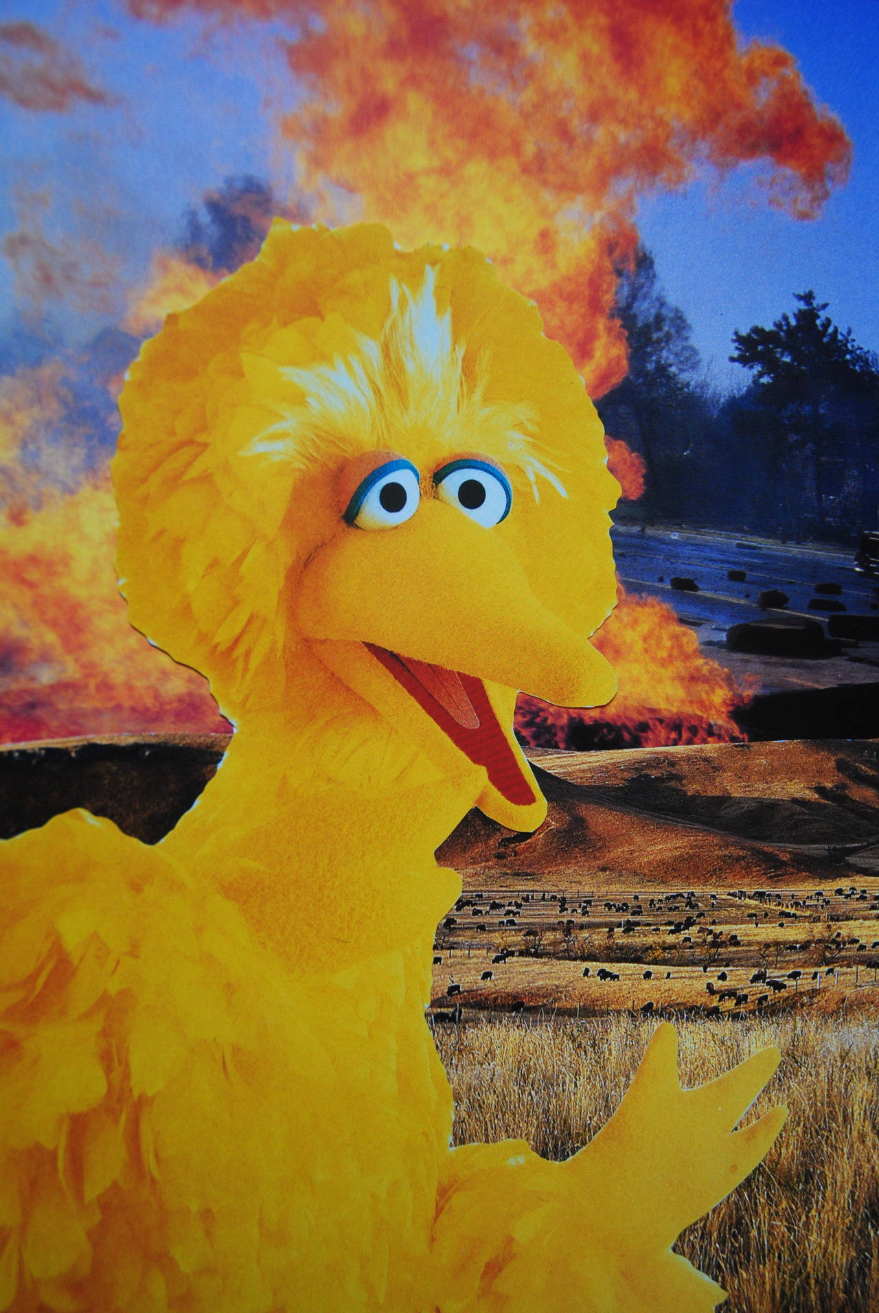Big Bird, yellow, fiery sunset, HD Phone Wallpaper