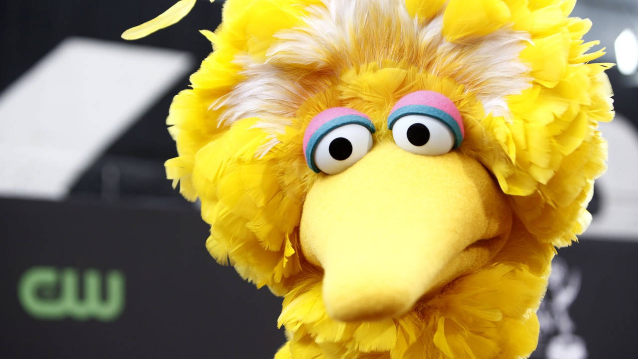 Big Bird, fluffy yellow head, wide eyes, HD Desktop Wallpaper
