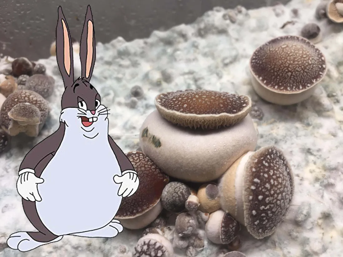 Big Chungus