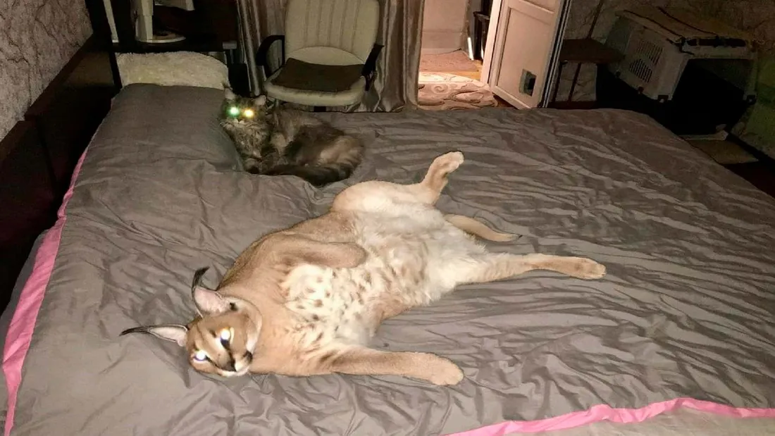 Big The Cat