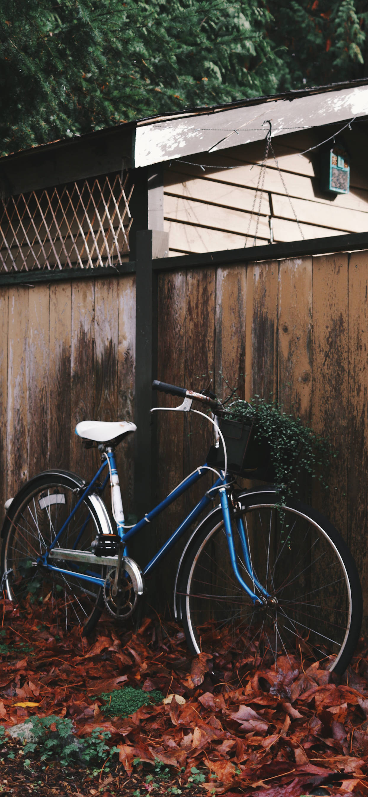 blue utility bikes, vintage blue bicycle, weathered wooden fence, 2K Phone Wallpaper
