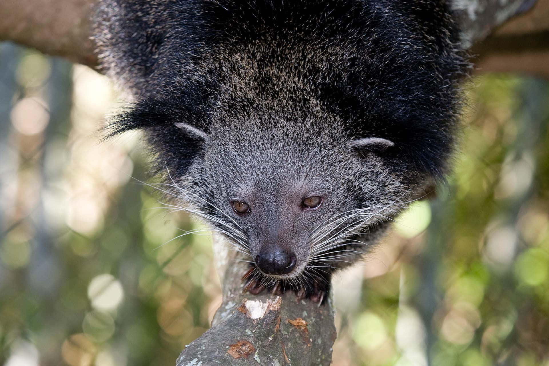 binturong, branch, sunlit forest, Full HD Desktop Wallpaper