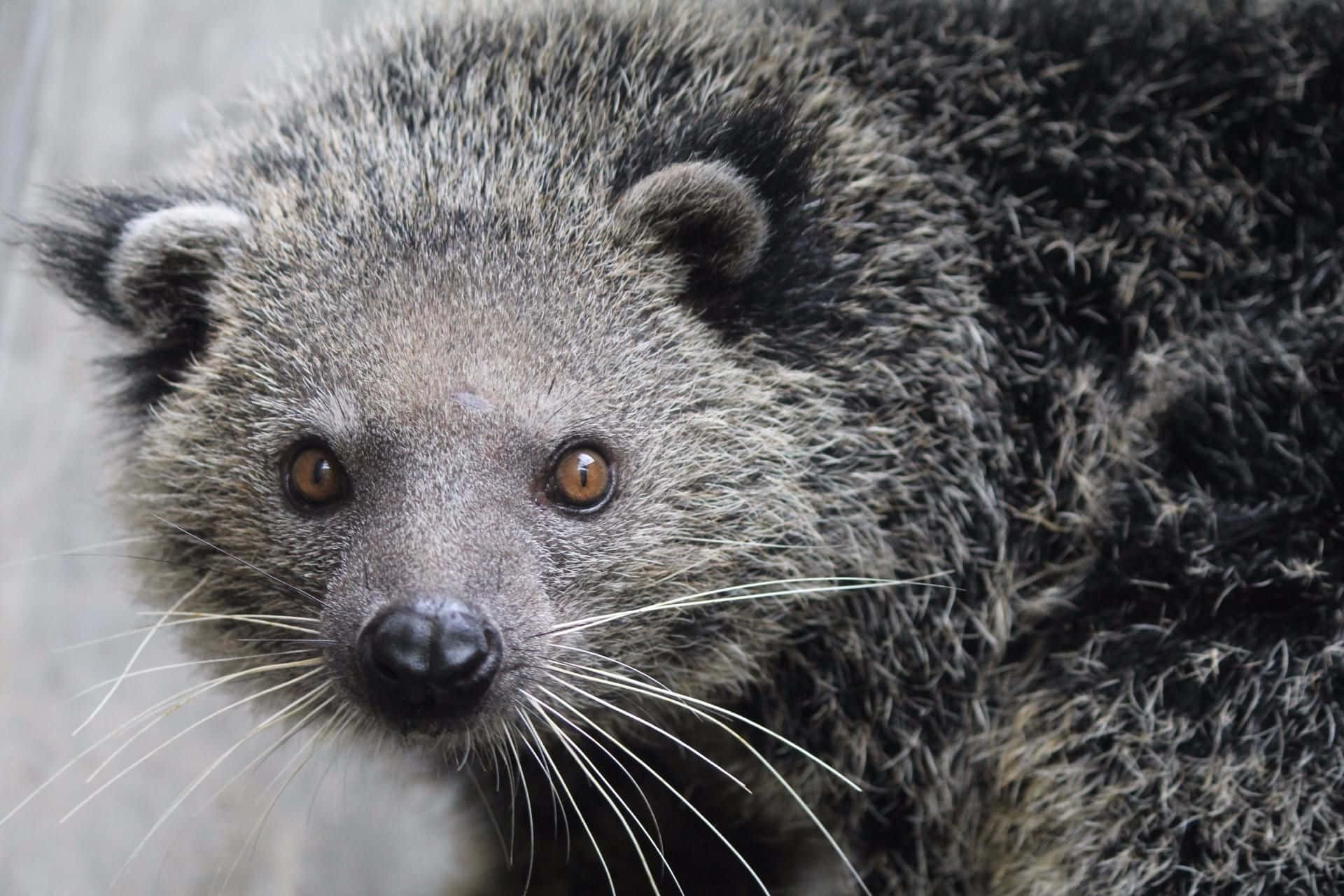 binturong, shaggy dark fur, bright amber eyes, Full HD Desktop Wallpaper