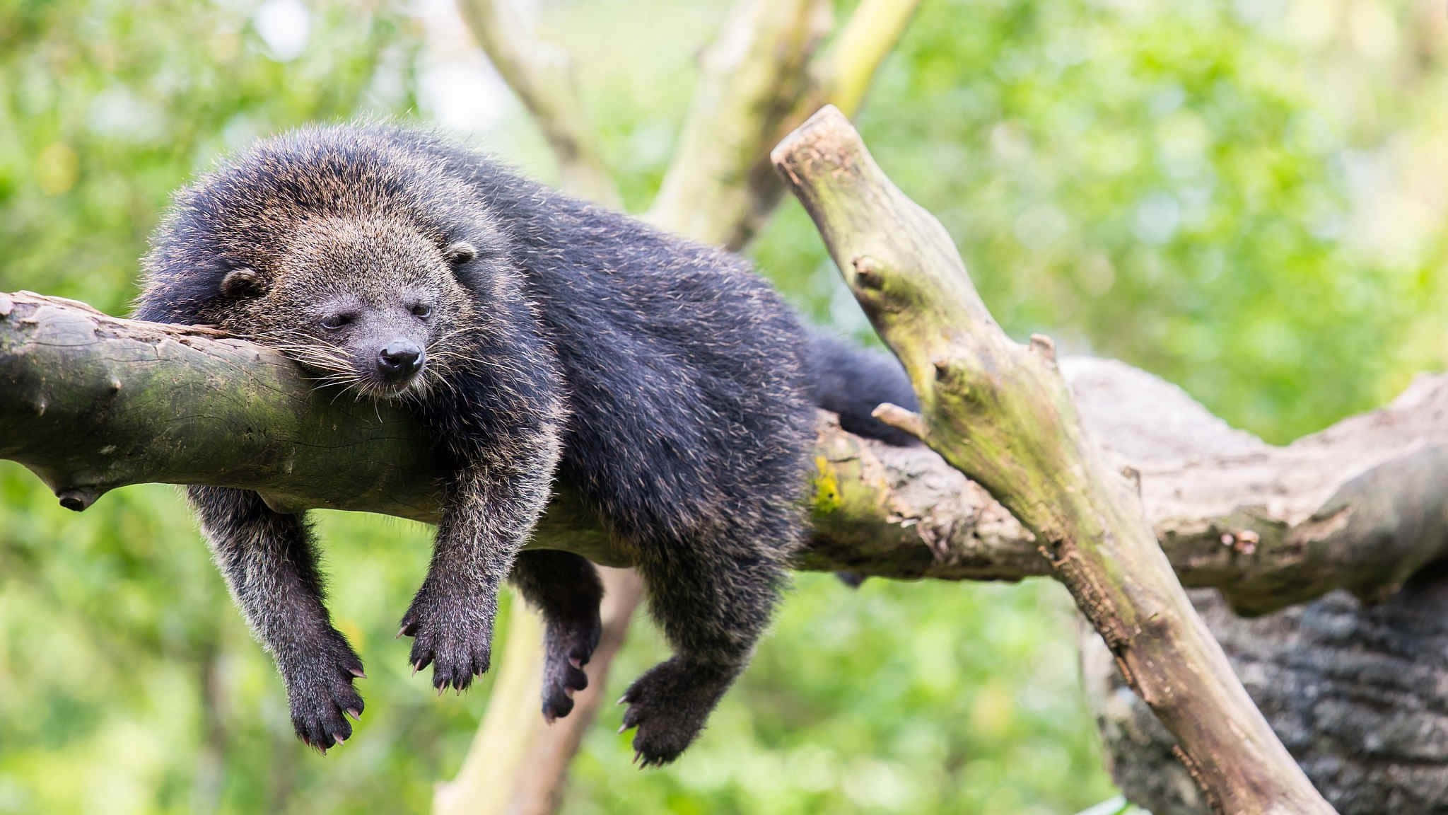 binturong, tree branch, lush green foliage, Full HD Desktop Wallpaper