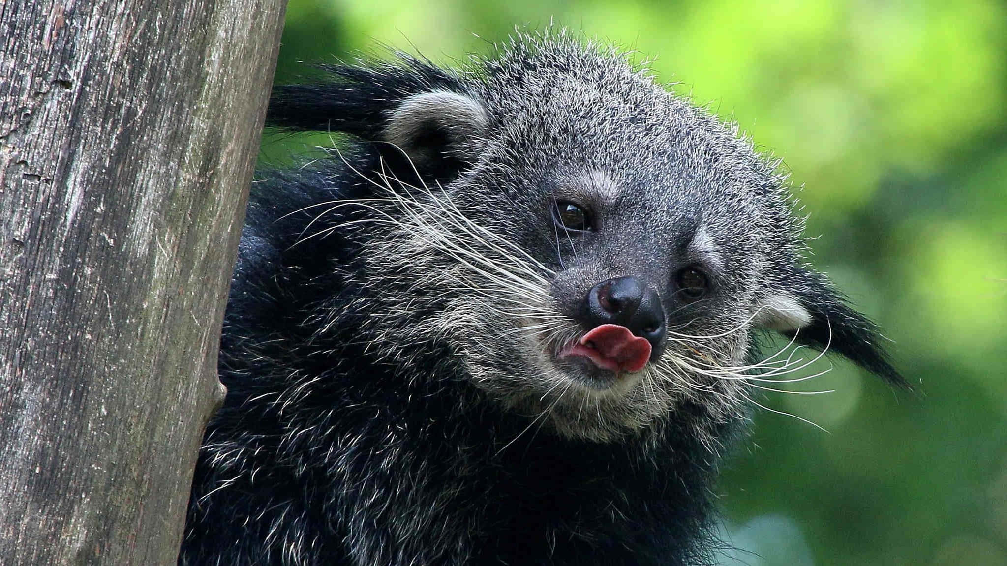 binturong, tree trunk, tongue out, Full HD Desktop Wallpaper