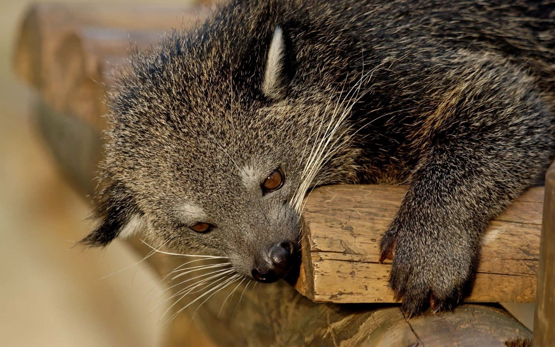 binturong, wooden beam, amber eyes, Full HD Desktop Wallpaper