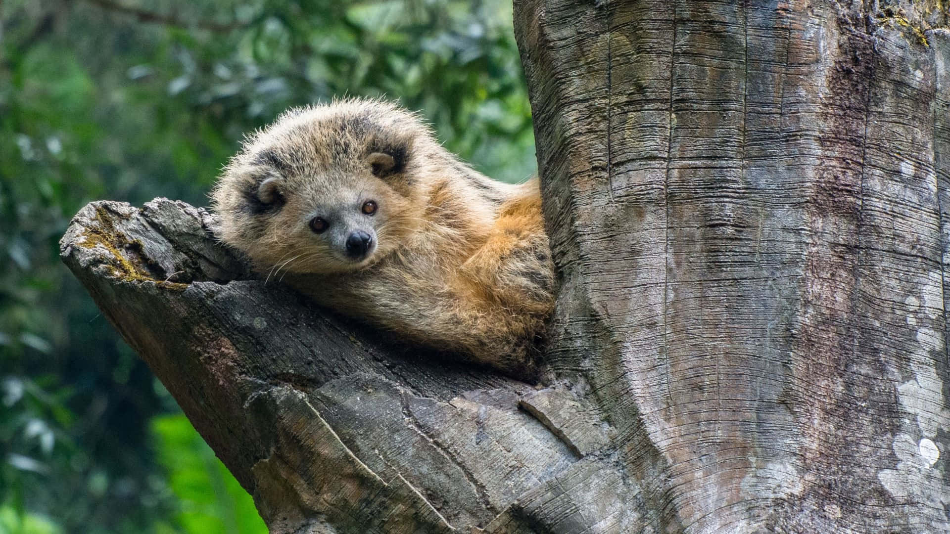 binturong, mossy tree branch, lush green forest, Full HD Desktop Wallpaper