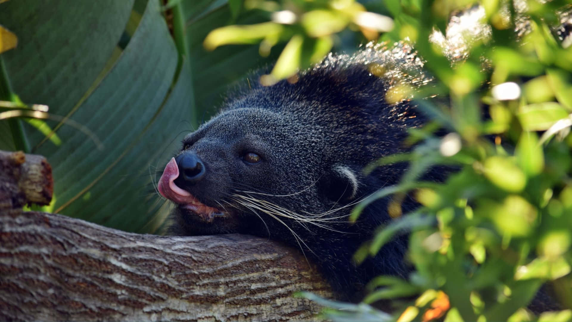 binturong, tree branch, lush green foliage, Full HD Desktop Wallpaper
