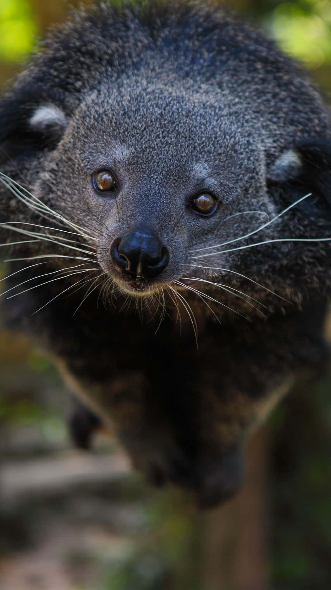 binturong, dark fur, long white whiskers, Full HD Phone Wallpaper