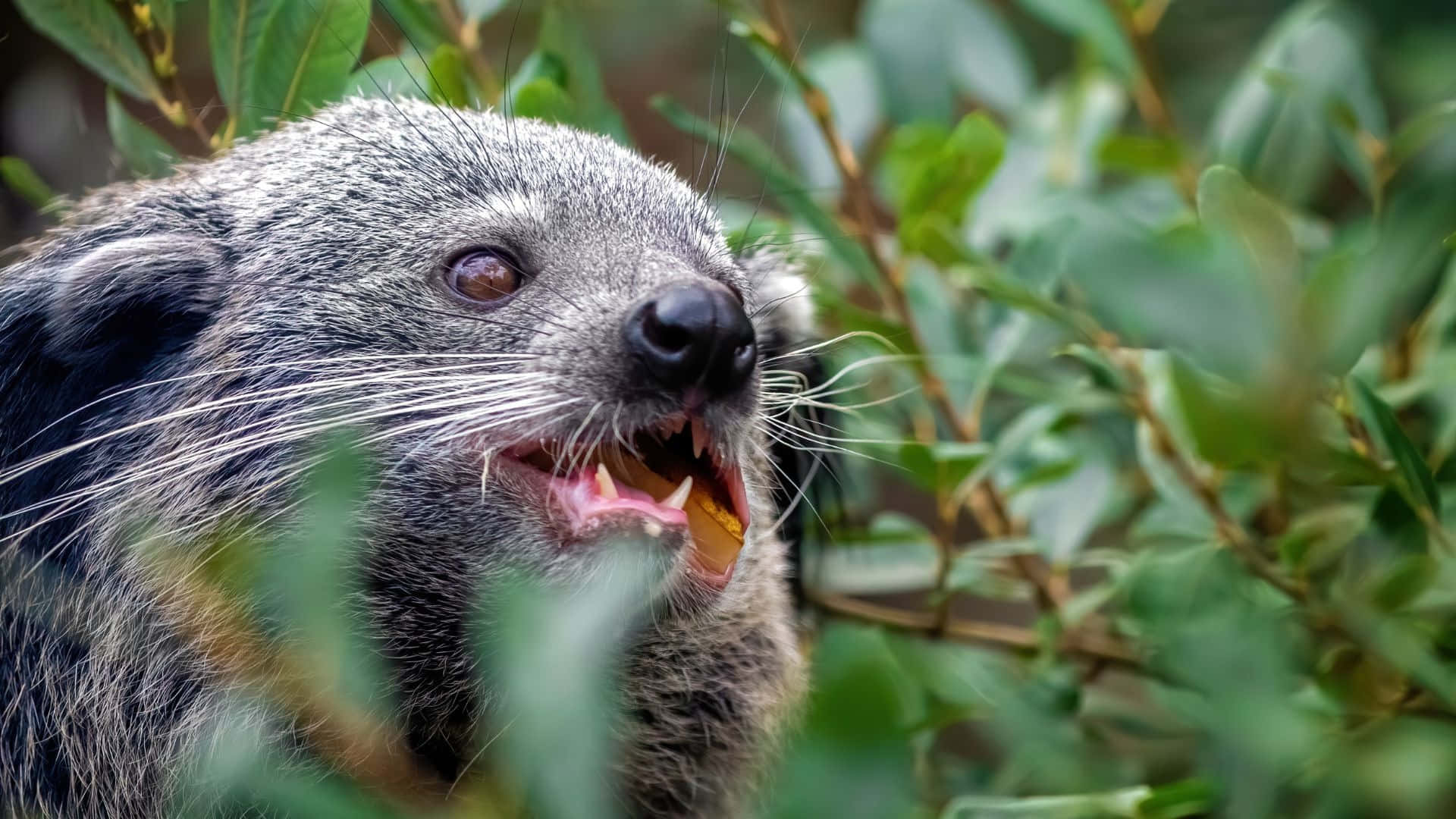 binturong, green foliage, close-up, Full HD Desktop Wallpaper