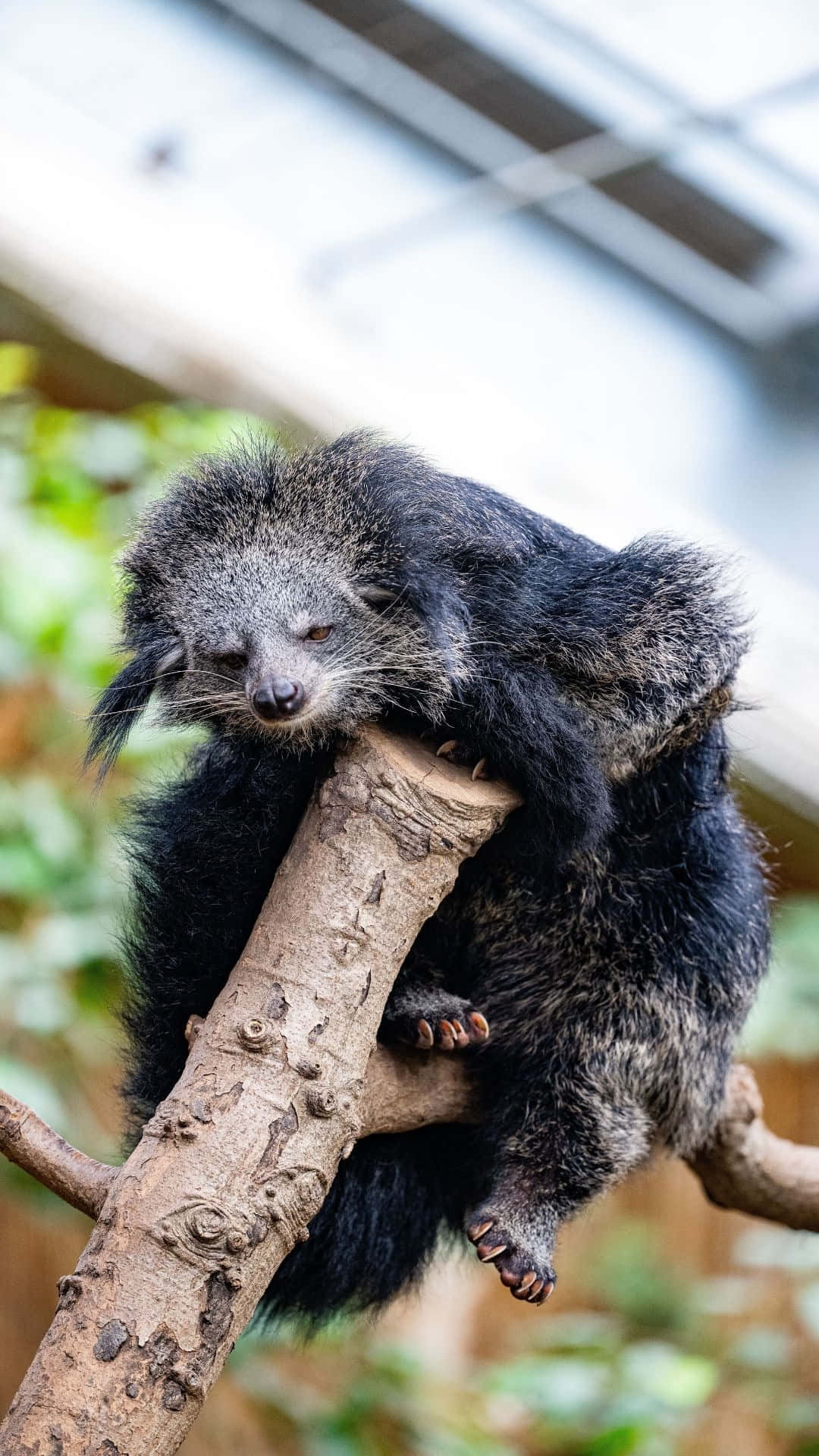 binturong, tree branch, fluffy, Full HD Phone Wallpaper