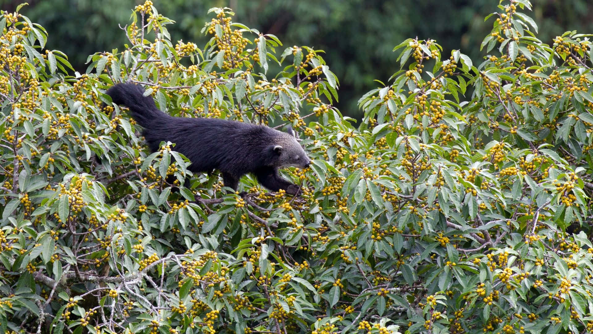 Binturong, green foliage, dense green foliage, Full HD Desktop Wallpaper