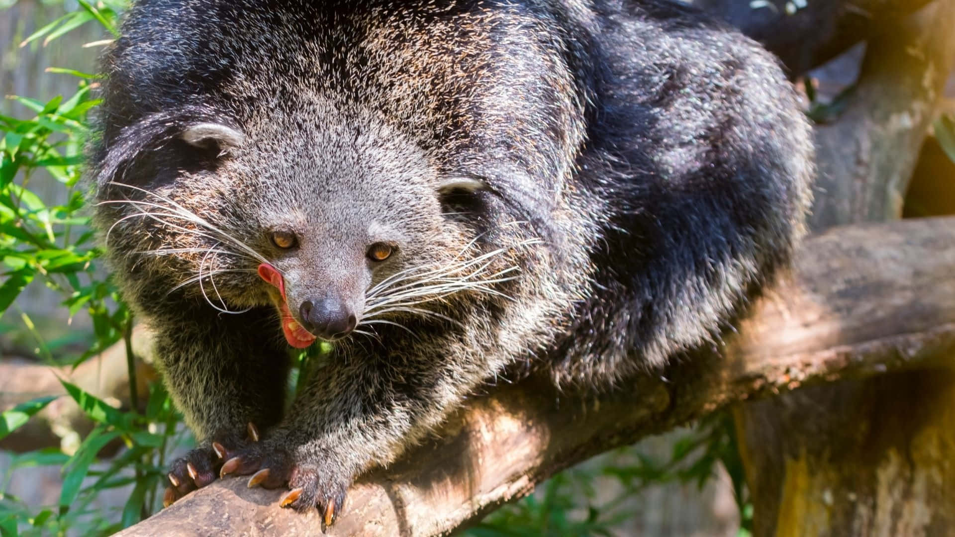 binturong, tree branch, lush green foliage, Full HD Desktop Wallpaper