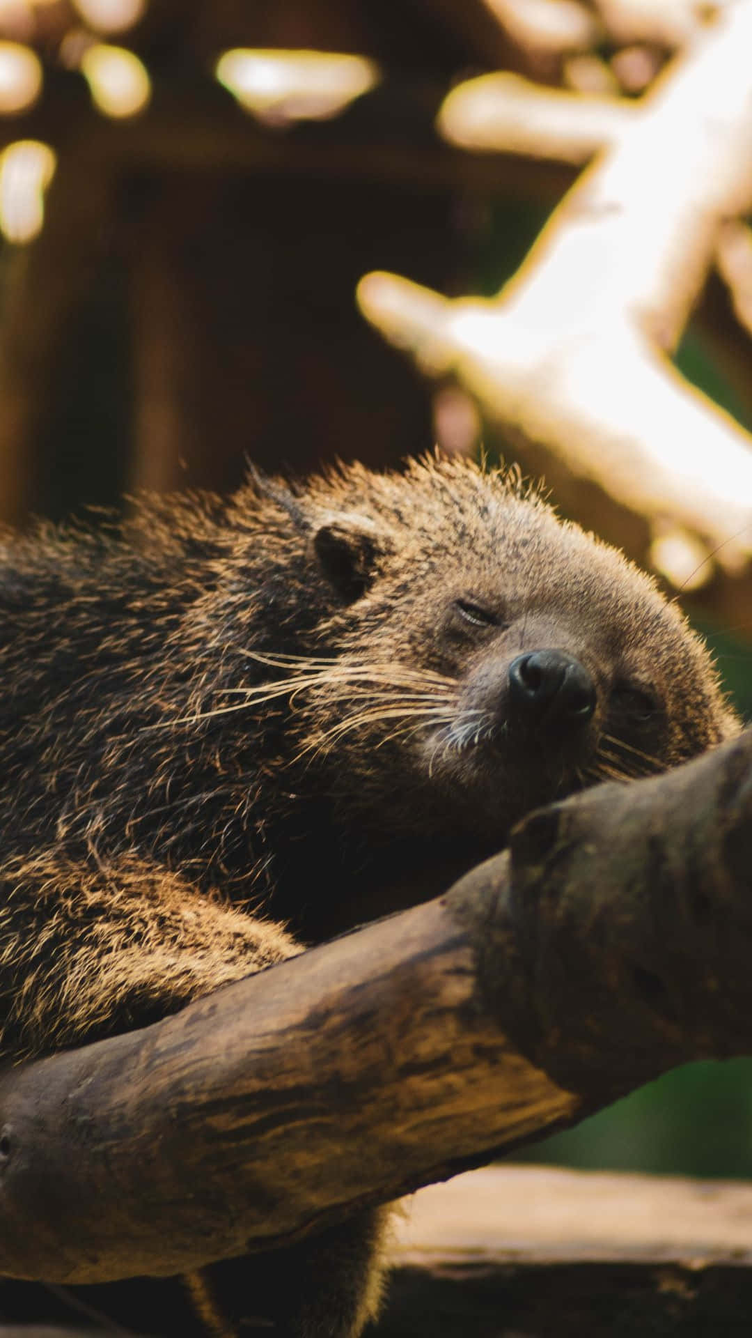 binturong, tree branch, sunlit, Full HD Phone Wallpaper
