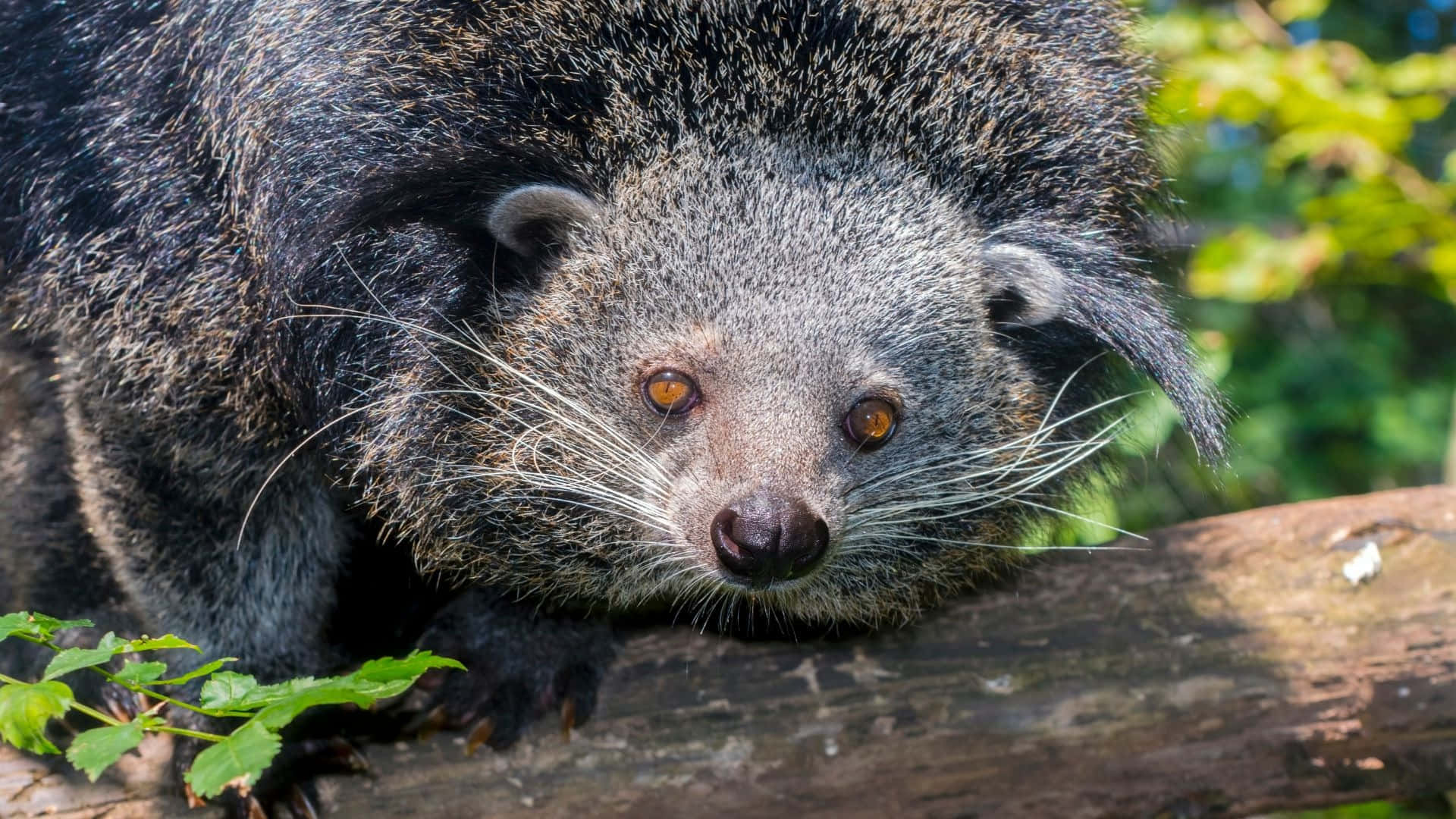 binturong, mossy log, lush green forest, Full HD Desktop Wallpaper