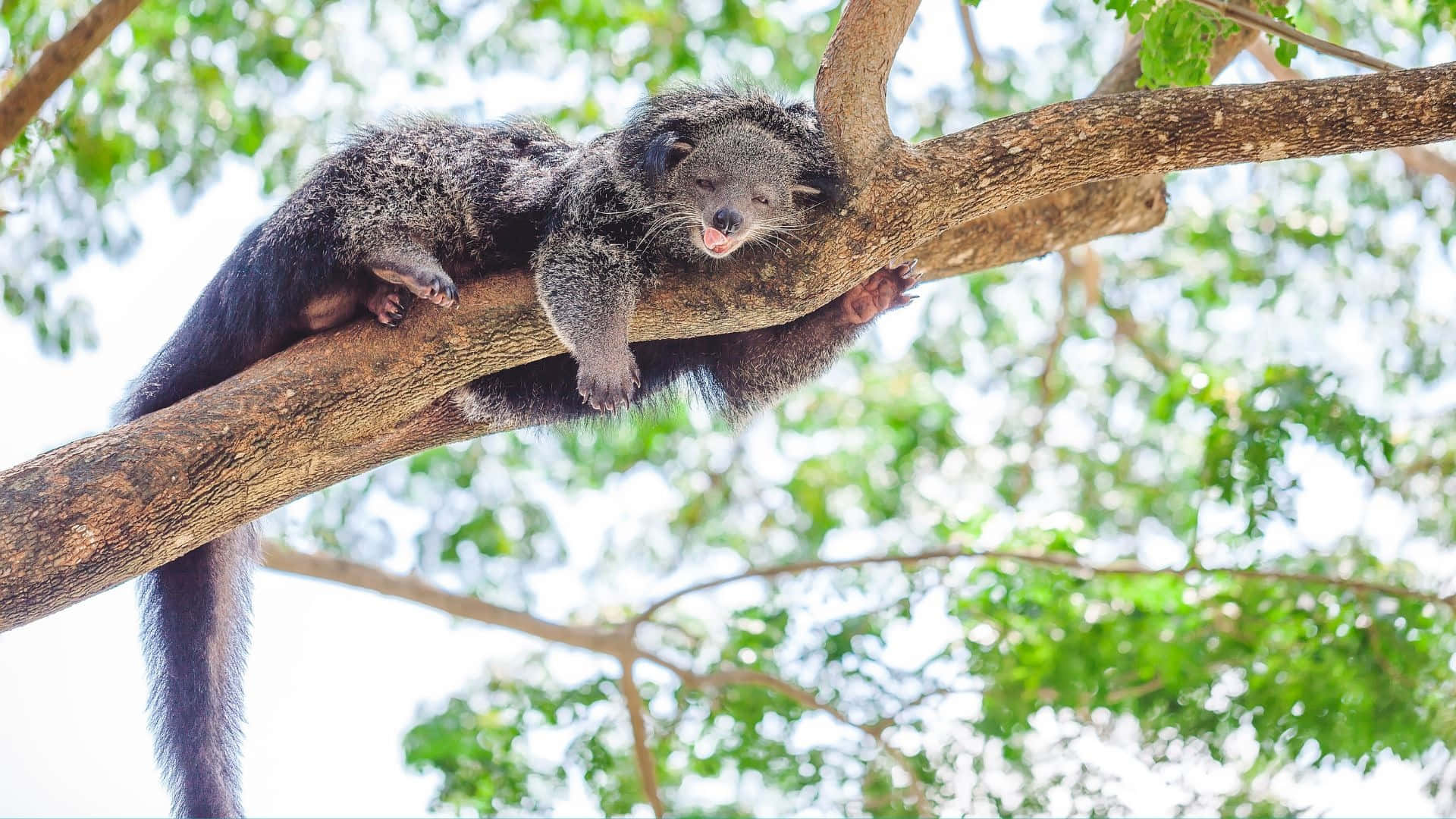 binturong, tree branch, sunlit, Full HD Desktop Wallpaper
