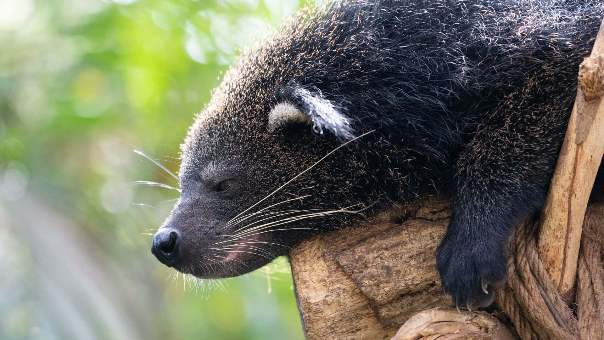 binturong, branch, tree branch, Full HD Desktop Wallpaper