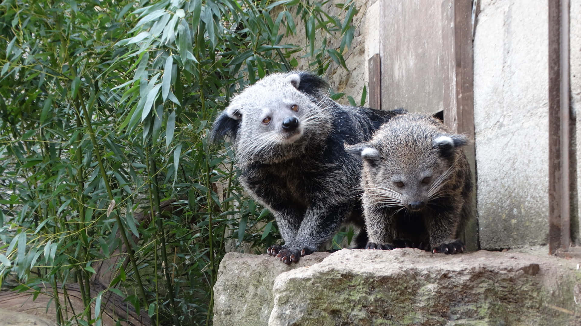 binturongs, mossy stone ledge, lush green bamboo, Full HD Desktop Wallpaper