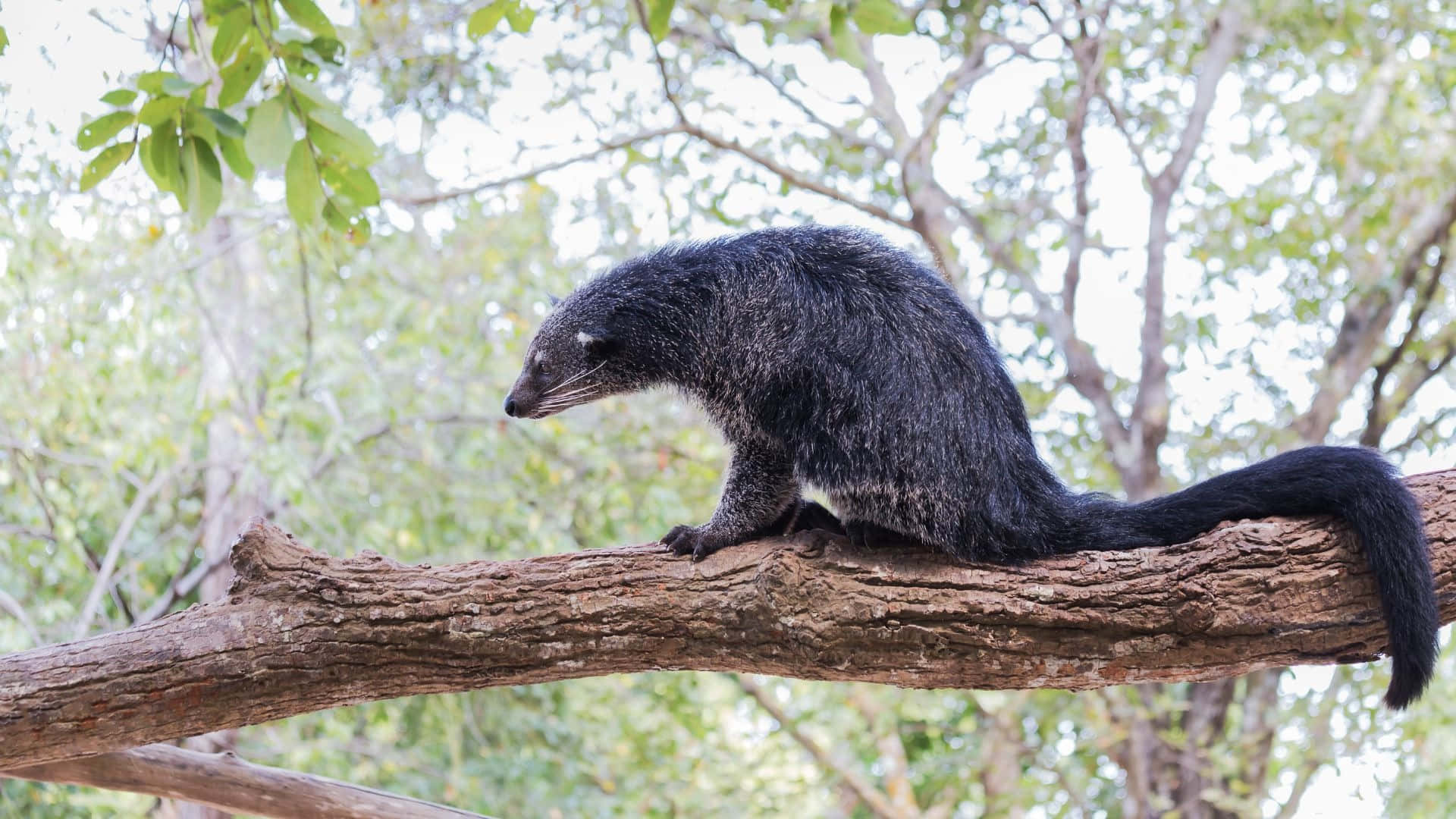 Binturong, tree branch, lush green foliage, Full HD Desktop Wallpaper